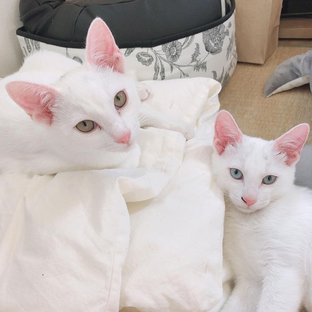 里親から戻された保護猫 仲良し兄弟を別れさせたくない 急遽2匹とも家族に 絆を守れてよかった まいどなニュース