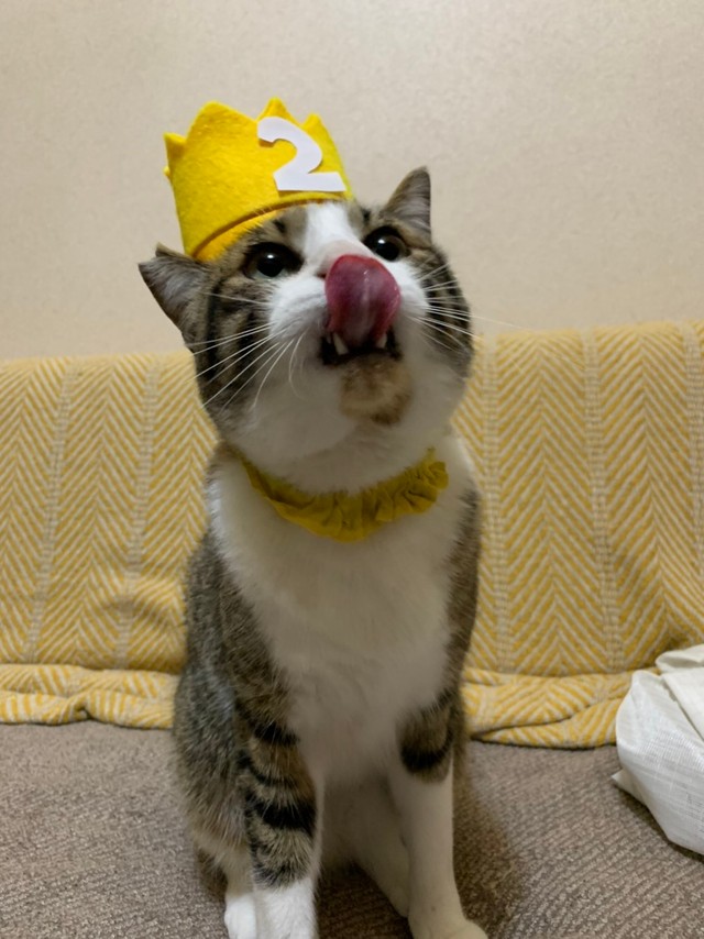 ビビリな姿 が愛しかった 猫と暮らす幸せを教えてくれた大人猫 今は甘えん坊に大変身 まいどなニュース