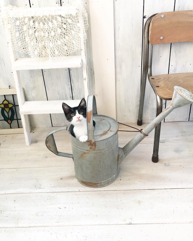 ひげがない 虐待されて捨てられたハチワレの子猫 先住猫や犬たちが親代わり まいどなニュース