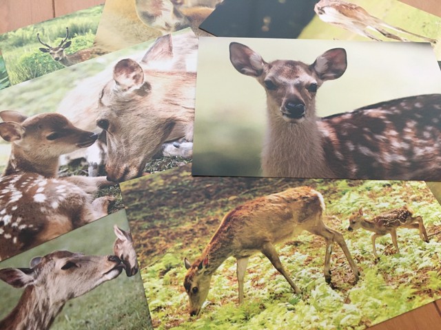 愛らしい奈良の鹿ポストカードできました Snsでも人気のアマ写真家が販売 収益は保護活動に まいどなニュース