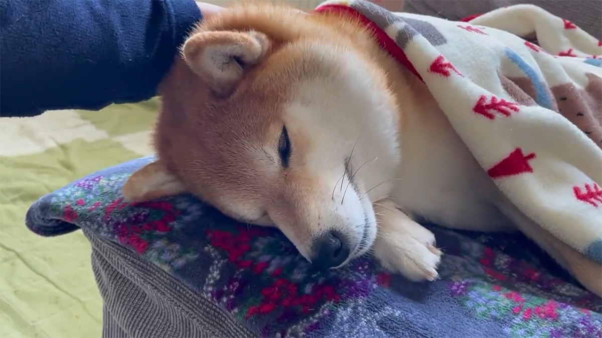 昼下がりの柴犬 飼い主さんに撫でてもらい眠る姿に癒される 犬として最高の幸せを味わってる まいどなニュース 昼下がりの柴犬 飼い主さんに撫でてもらい眠る姿に癒される 犬として最高の幸せを味わってる まいどなニュース