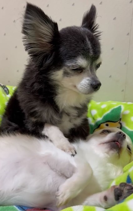 どっちが先に寝るのかな 寝落ちしそうな姉犬が 妹犬を寝かしつける姿にキュン 優しいな 私もトントンして欲しい まいどなニュース