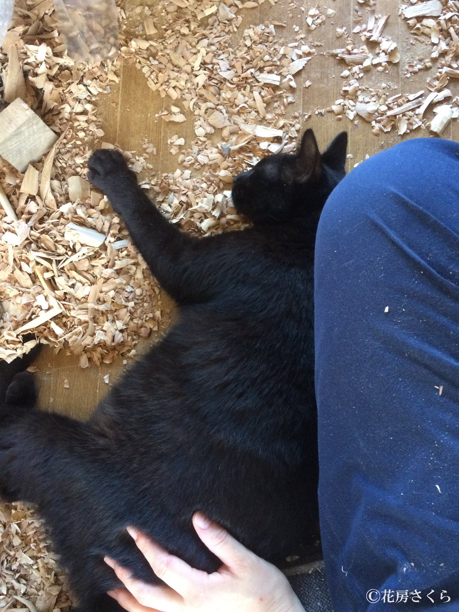鹿児島で保護された野良猫がめぐりめぐって今は淡路島 彫刻家にインスピレーションを与え続ける2匹の猫 まいどなニュース