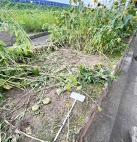 美しく咲いていた遊歩道の花が踏み潰され 3年ぶりの花火大会での悲しい裏側 マナーを守らない人は花火観なくていい 育てた 人の気持ちを まいどなニュース