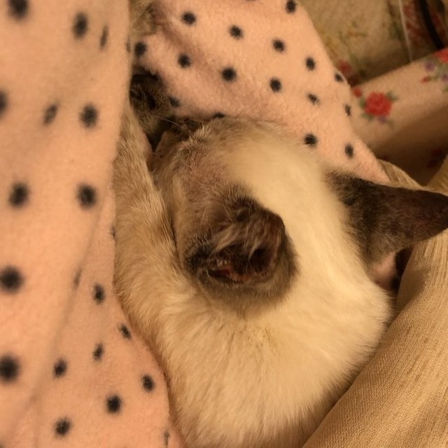 妻は犬派 夫は動物嫌いだが 長男のアニマルセラピーになればと猫探し 出会ったツンデレちゃんは家族を笑顔に まいどなニュース