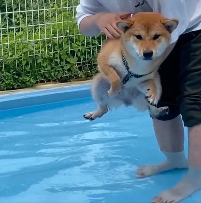 エア犬かきで初プールに挑む柴犬の結末に爆笑 あかん あかーん えっ ほっとしてる まいどなニュース