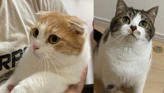 ワクチンの副反応で辛い時には猫 あればあるだけ良い ツイ民共感 必要ですよ 猫の温もりでしのぎました まいどなニュース