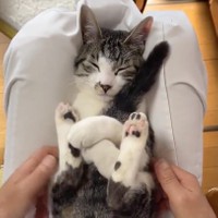 猫の毛も借りたい」飼い猫の抜け毛で作ったu201cヅラu201dが話題 「とても