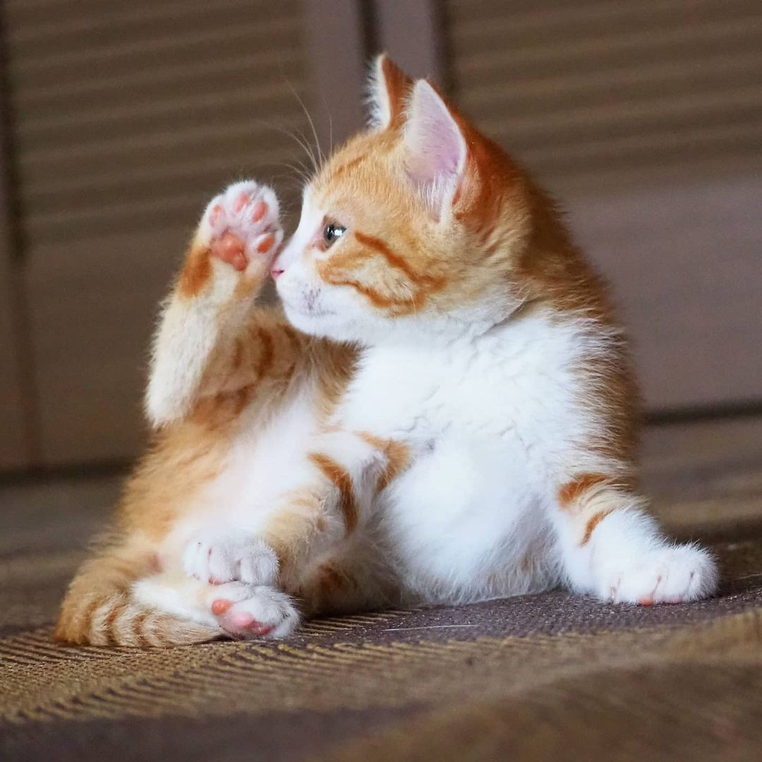 18歳の愛猫を看取った後の偶然の出会い さびしく鳴いていた子猫を娘が保護 家族の心がなごむ存在に まいどなニュース