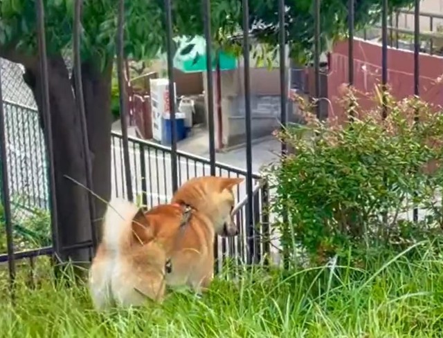 草むらをピョンピョン跳ねる柴犬 勢いあまって激突 ありゃ 大丈夫 うさ柴 ジャンプ力すごい まいどなニュース