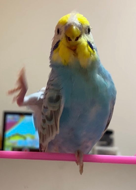 ネコバスならぬイヌバス 2羽のインコを乗せて歩く犬さんに癒される人続出 優しい世界 ほのぼの まいどなニュース