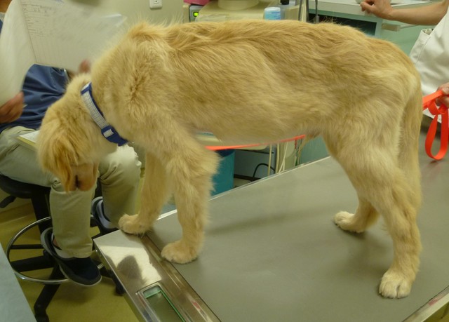 わずか1歳5カ月の命 感染性心内膜炎で亡くなった犬のこと この死を決して無駄にはしない まいどなニュース わずか1歳5カ月の命 感染性心内膜炎で亡くなった犬のこと この死を決して無駄にはしない まいどなニュース