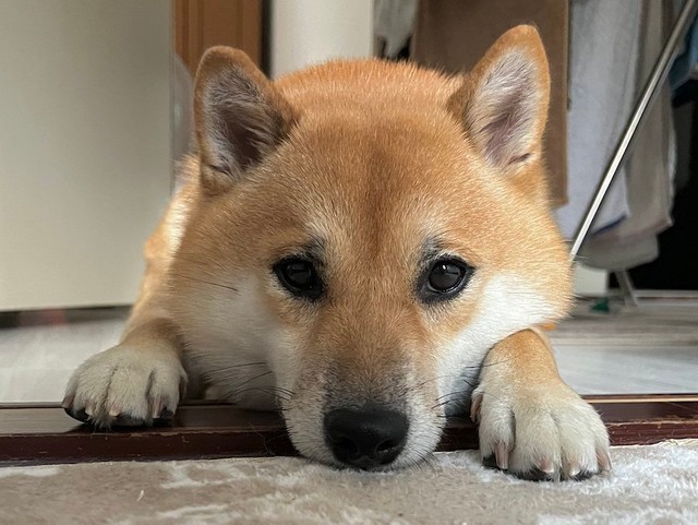 センサーの明かりが照らしたのは 暗闇で笑う柴犬 ニコニコ顔のホラー犬に爆笑 笑てる 怖ぇぇ 怪しすぎる まいどなニュース