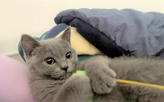 生きているだけで猫のすべてが愛おしい 運命の出会いを7年間待った女性と 天使のようなちび虎 くんの物語 まいどなニュース
