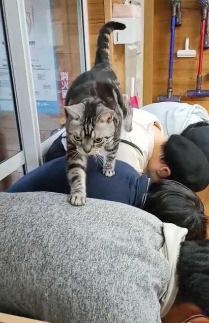 肉球の感触が 並んだ人の背中を渡り歩く猫の動画に驚き 踏まれたい 歩かれたらご利益ありそう まいどなニュース 肉球の感触が 並んだ人の背中を渡り歩く猫の動画に驚き 踏まれたい 歩かれたらご利益ありそう まいどなニュース
