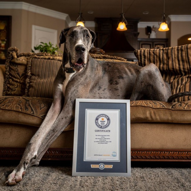 米国在住のグレートデン 世界で最も身長が高い犬 にギネス認定 馬ですね サドルはある の声が よろず ニュース