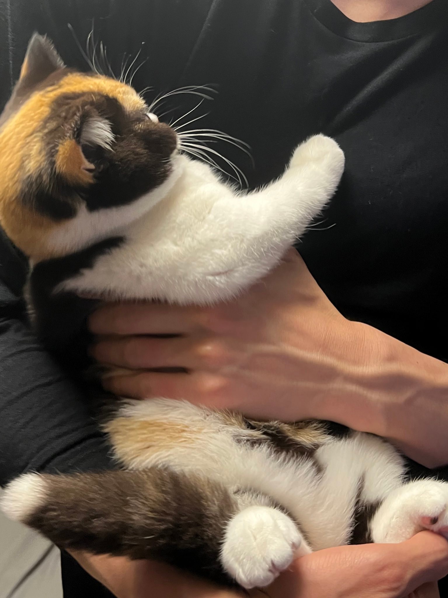 我が家の猫のジャンプ力 動画に爆笑 テーブル 窓際 見事な落下に 可愛さがジャンプ力を上回ってる まいどなニュース