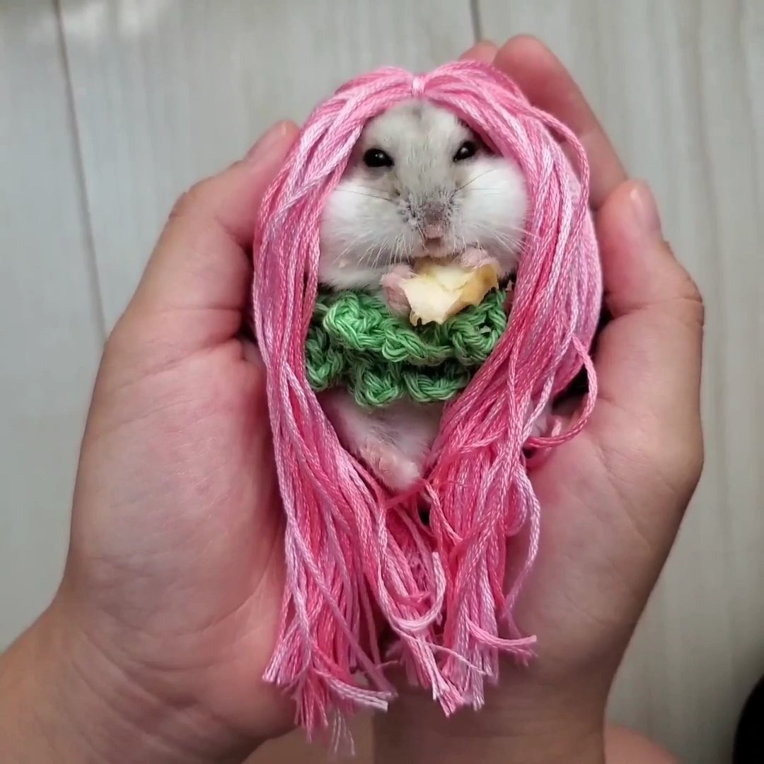 ハムスターにプロポーズ 指輪 を受け取る姿がかわい過ぎると話題 しかもその後食べちゃった まいどなニュース