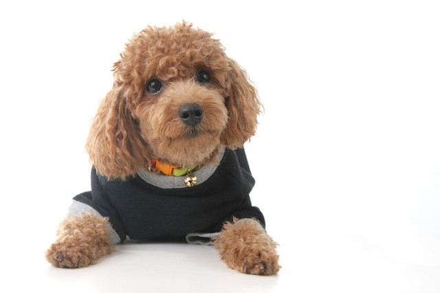 トイ プードル強し 人気犬種ランキングで13連覇達成 では中型犬や大型犬で人気なのは まいどなニュース