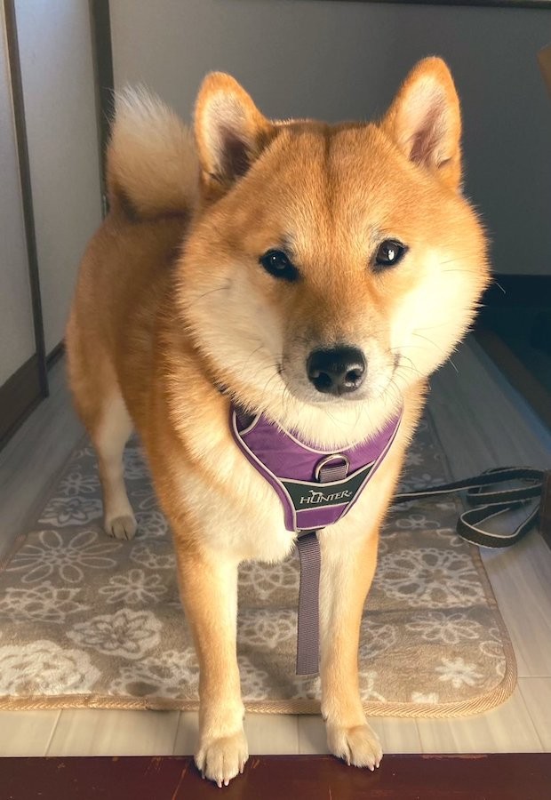 柴犬のスロー動画かと思った いたずらを見つかり そろりそろり とやってくる柴犬 これは怒れない まいどなニュース 柴犬のスロー動画かと思った いたずらを見つかり そろりそろり とやってくる柴犬 これは怒れない まいどなニュース