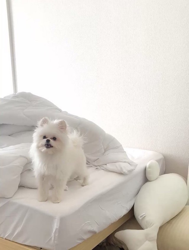 犬 なの 綿菓子みたいな 荒ぶった白いの に爆笑 常にハイテンション 激しく動いて写真が撮れない 嘆く飼い主 まいどなニュース