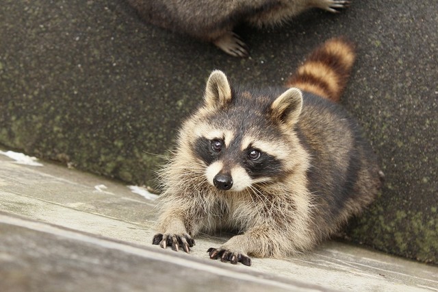 えっ、アライグマなの?「モフっちゃダメ」 閑静な住宅地に突如として現れた動物の群れが話題に|まいどなニュース