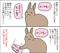 うさぎは飼いやすい それデマです ベテランの うさ飼い が飼う前に知ってほしいことが話題 まいどなニュース