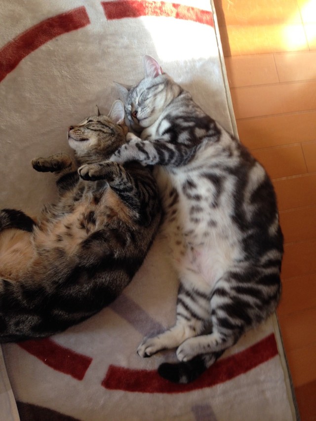 金太郎くんが大好き！