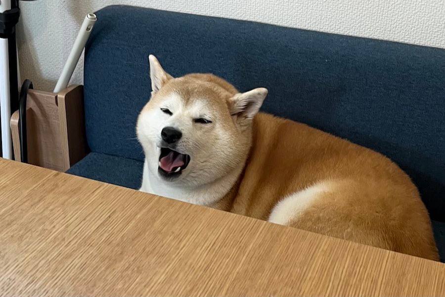 普通に座ってるけど君のはないよ 柴犬がちゃっかり食卓につく姿に爆笑 違和感ないw まいどなニュース 普通に座ってるけど君のはないよ 柴犬がちゃっかり食卓につく姿に爆笑 違和感ないw まいどなニュース