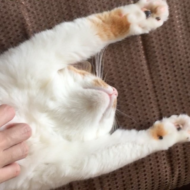 鈴のような美声で鳴いていたので 敬意を込めて名前は 美鈴さん に 成猫と少しずつ距離を縮める日々 まいどなニュース