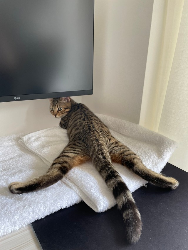 菜々緒もびっくり モデルのような開脚ぶりを見せる猫が話題 振り返るお顔がたまりません まいどなニュース 菜々緒もびっくり モデルのような開脚ぶりを見せる猫が話題 振り返るお顔がたまりません まいどなニュース