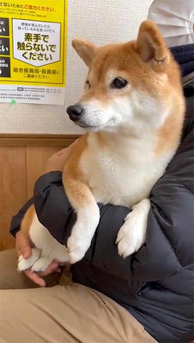 注射が怖い柴犬 ブルブル マナーモード姿がせつな可愛い 歯を食いしばる姿に がんばれ と励まし殺到 まいどなニュース