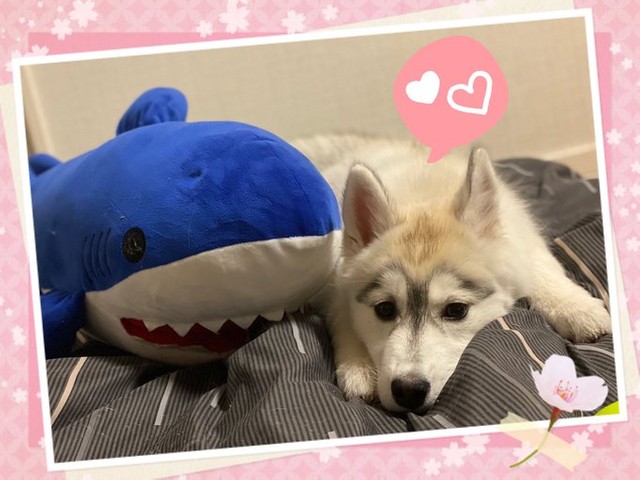 ぎぁぁぁぁぁ カーテンをビリビリに食い破るワンちゃん ペット見守りカメラに映し出された惨状が話題 まいどなニュース