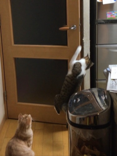 扉開け④開いた~~