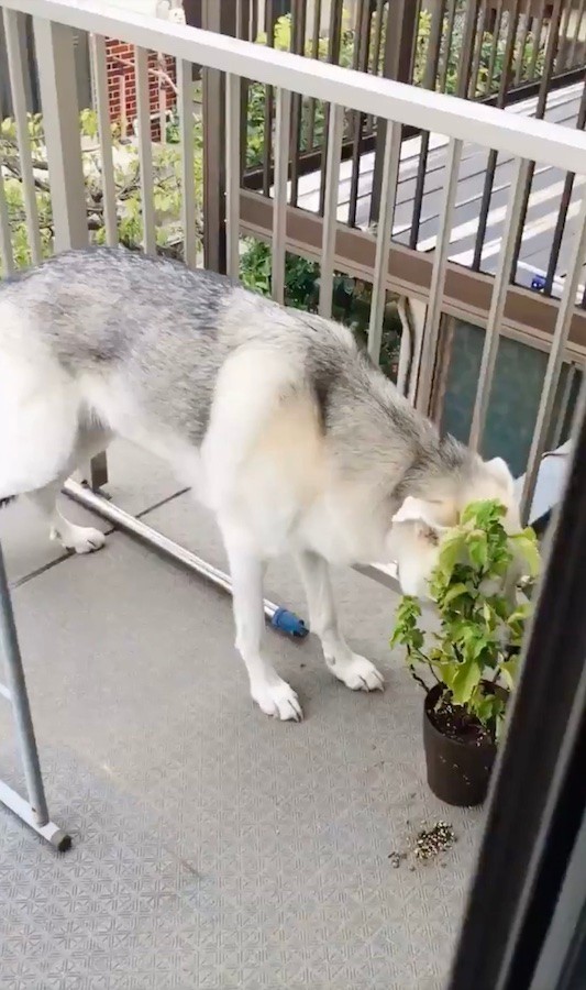 シソが育たないし元気ない ってお前か 意外な犯人の盗み食い動画に 夏バテ防止対策ですね と爆笑 まいどなニュース シソが育たないし元気ない ってお前か 意外な犯人の盗み食い動画に 夏バテ防止対策ですね と爆笑 まいどなニュース