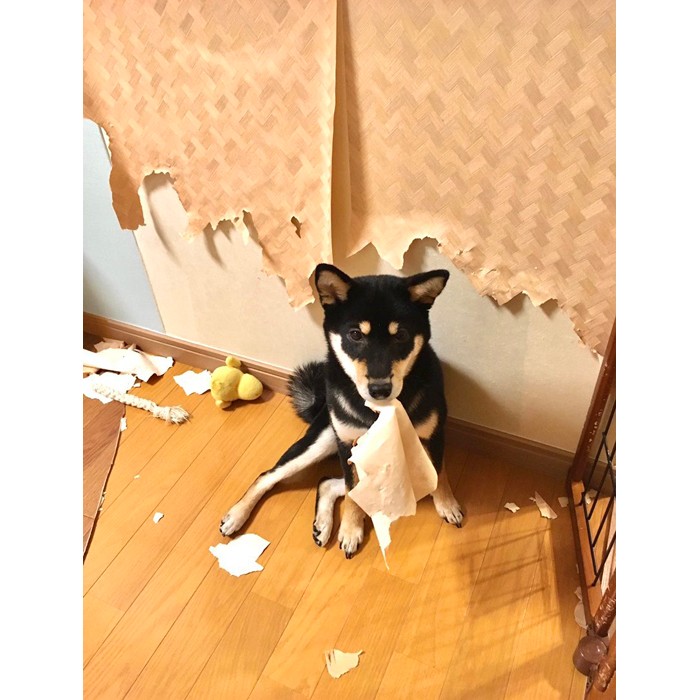 飼い主 柴犬は本当に可愛いですよ でも家は破壊します 衝撃画像に 犬 何か問題でも まいどなニュース