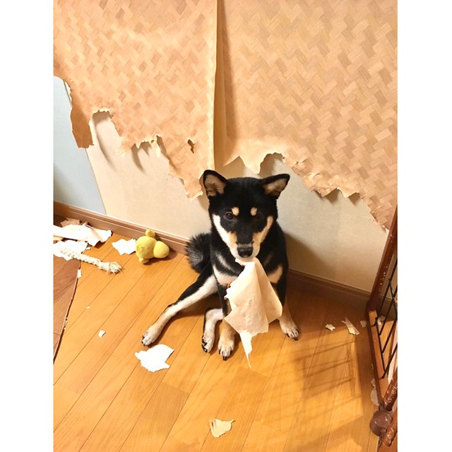 飼い主 柴犬は本当に可愛いですよ でも家は破壊します 衝撃画像に 犬 何か問題でも まいどなニュース