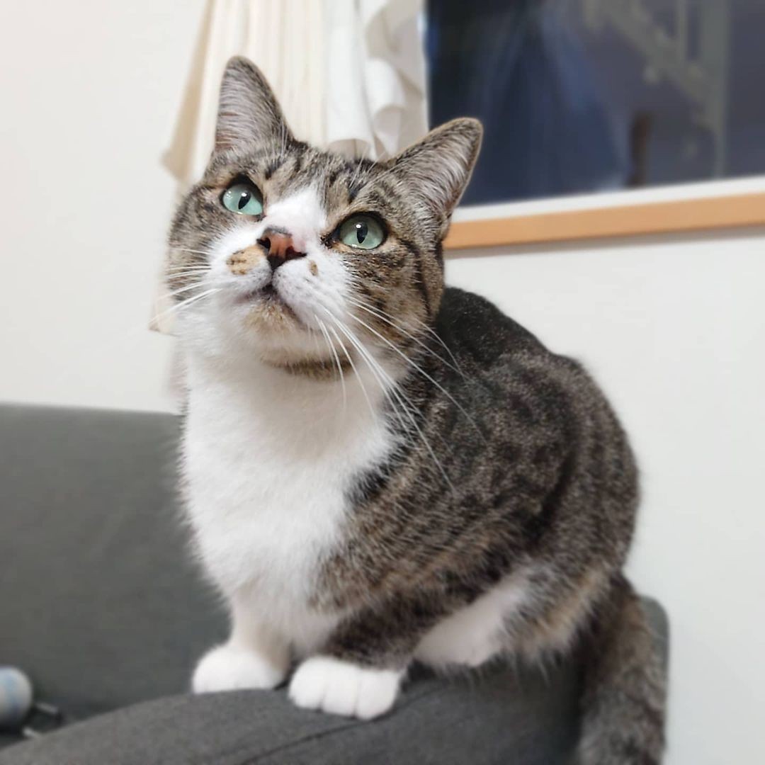 コンビニに捨てられていた子猫 うちに来る にゃあ 行く で保護 動画サイトで人気に まいどなニュース