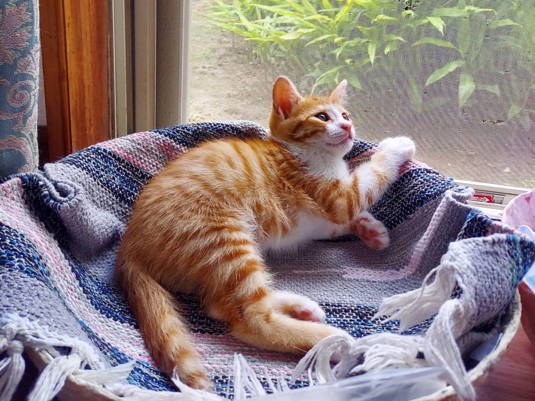 18歳の愛猫を看取った後の偶然の出会い さびしく鳴いていた子猫を娘が保護 家族の心がなごむ存在に まいどなニュース