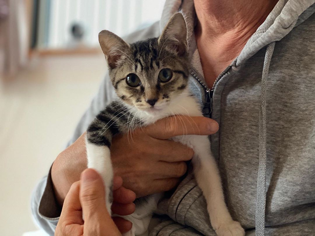 母猫に見捨てられた子猫を保護 重い障がいが見つかったが 手作りおむつ をつけて元気いっぱい まいどなニュース