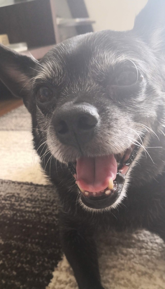 単身で犬を迎えた男性が心身ともに健康に オッサン2人で仲良くやっていきたい まいどなニュース 単身で犬を迎えた男性が心身ともに健康に オッサン2人で仲良くやっていきたい まいどなニュース