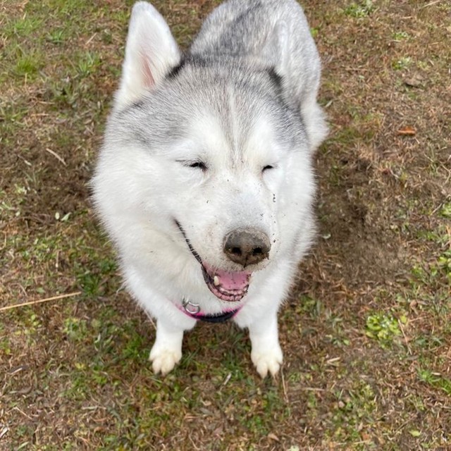 あんよが あざと可愛い 犬が話題 女子力高いな 笑 参考にします まいどなニュース