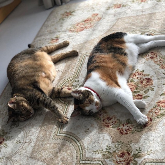 保護した野良猫が産んだ子猫は、超人見知り！譲渡会でストレスためる姿 
