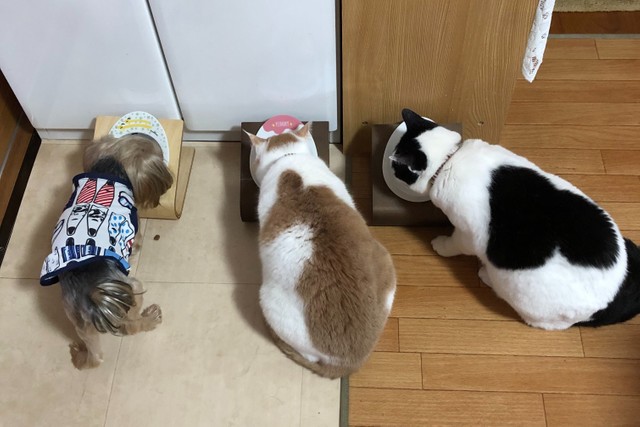 同居する猫のととちゃん、あこちゃんと仲良くお食事
