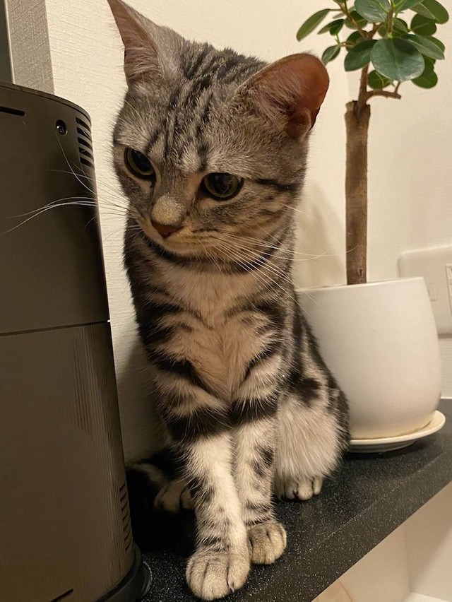 子猫が だるまさんが転んだ で飼い主さんへのタッチに失敗 ごまかす姿に悶絶 失敗して あわわわ ってなってるw まいどなニュース