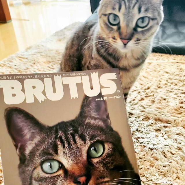 事故で母猫を失い保護された子猫 里親になった決め手は 長女の 妹や弟はいらない 猫が欲しい まいどなニュース