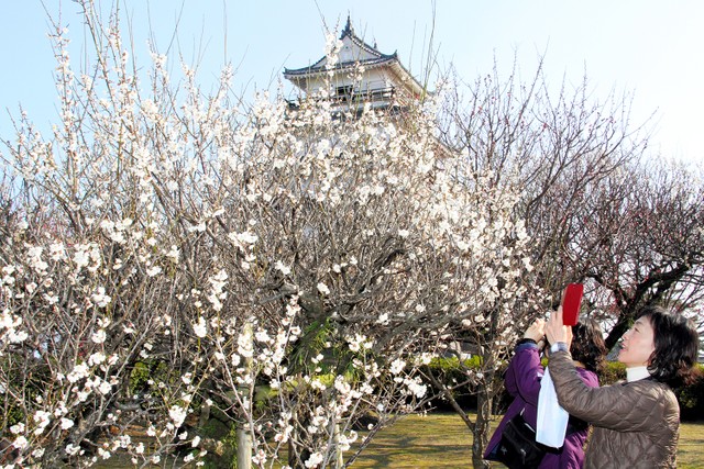 长崎 岛原城的梅花开始绽放蜜蜂与绣眼鸟纷飞 朝日新聞中文网