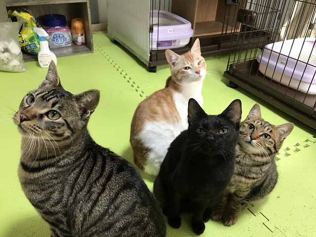 年金生活のおばあさんが 困った 自宅に居着いた野良猫 高額な避妊手術に頭を悩ませる まいどなニュース