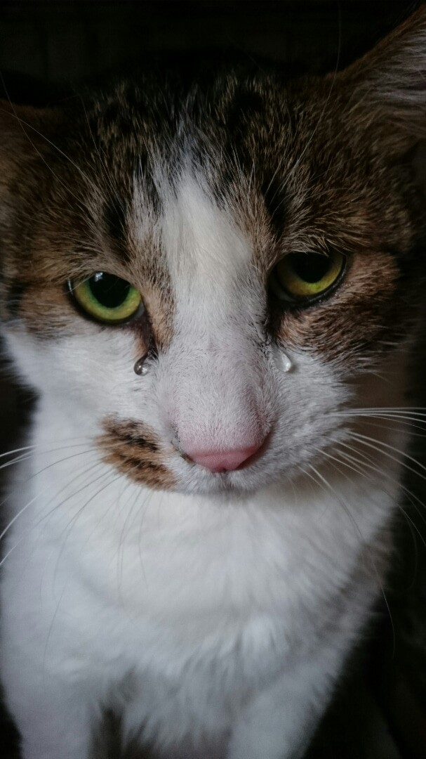 針金を巻かれ 首の動脈が切れる寸前だった猫 保護した飼い主に ありがとう の涙を流す まいどなニュース