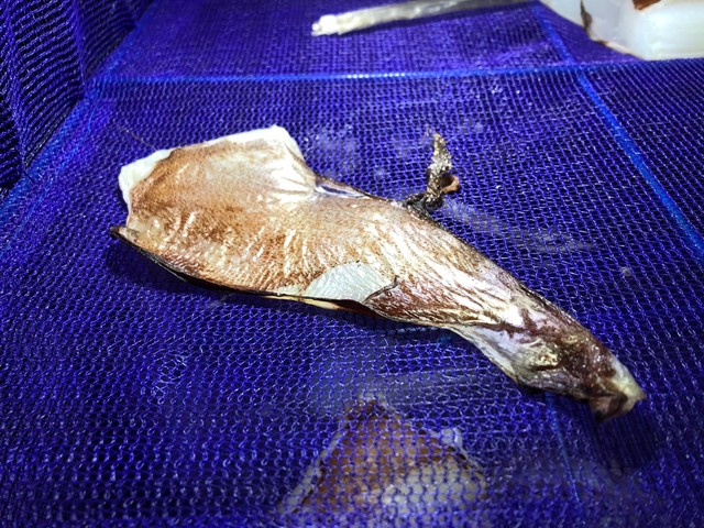 スルメにされるダイオウイカ※イカニッコさん提供